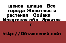 щенок  шпица - Все города Животные и растения » Собаки   . Иркутская обл.,Иркутск г.